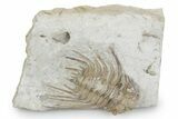 Bargain, Spiny Trilobite (Kettneraspis) - Oklahoma #357363-1